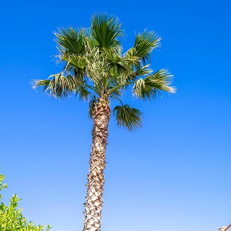 Bouganvilla פולינאנו א מארה